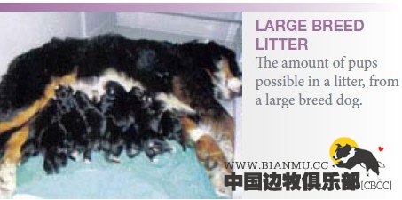 影响出生幼犬体型大小的变量