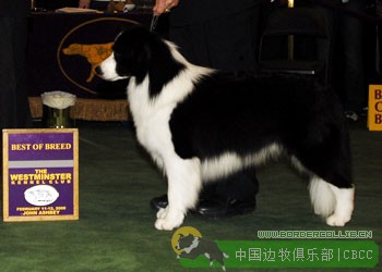 美国西敏寺犬展近十七年边境牧羊犬冠军的演变（1999-2014）