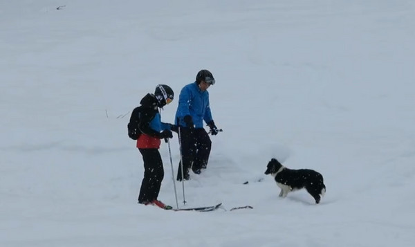 边境牧羊犬半路拦截滑雪客　自备树枝求“陪玩”