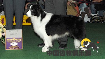 2013年第137届西敏寺全犬种大赛边牧BOB巅峰决战！