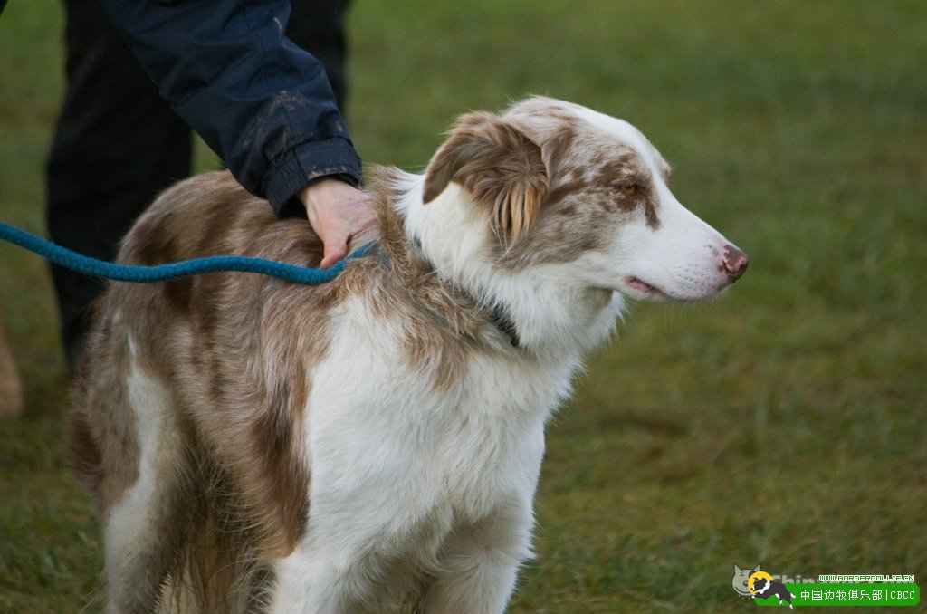经典的边境牧羊犬标志是“爱尔兰斑点”,边牧颜色解析