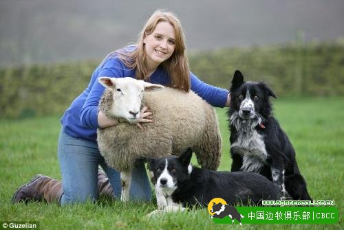 绵羊以为自己是牧羊犬 每日与边境牧羊犬一起赶羊
