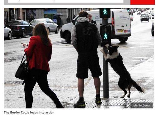 狗狗会看红绿灯过马路，你的智商是不是还不如一只边牧！
