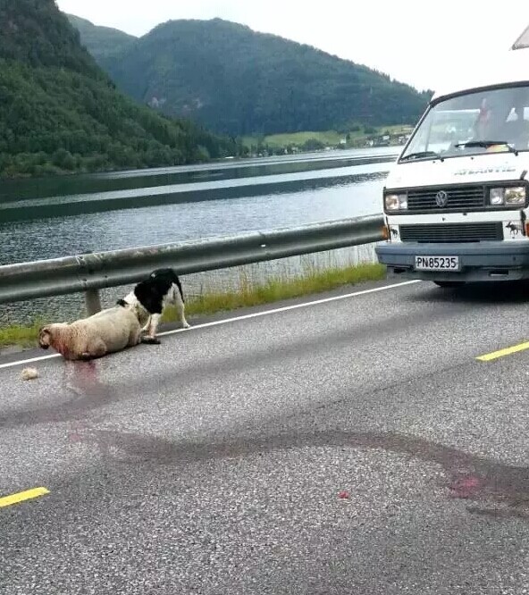 边境牧羊犬发现一只受伤的羊，于是一直在旁边守护它