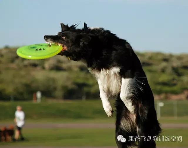 训练干货：飞盘狗巡回训练的原理和步骤（三）绕身和接空飞盘