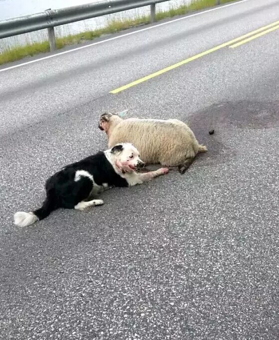 边境牧羊犬发现一只受伤的羊，于是一直在旁边守护它